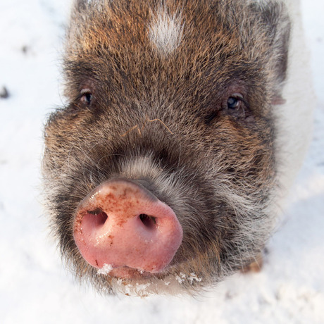 sneeuw aan mijn varkenssnoet