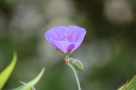 geranium rosanne