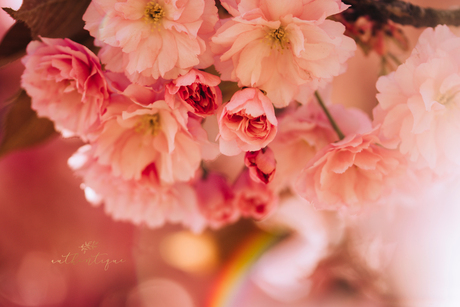 Magical light, pink flowers & a rainbow