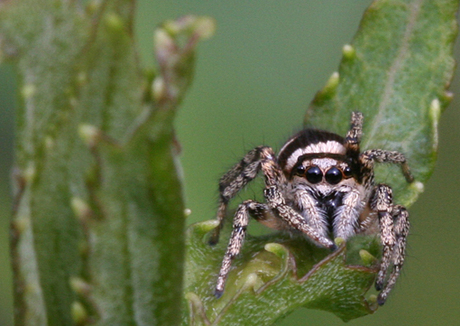 Klein spinnetje