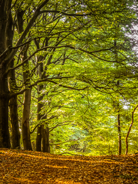 Herfst in de Steeg (5)