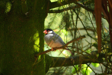 Rijstvogel