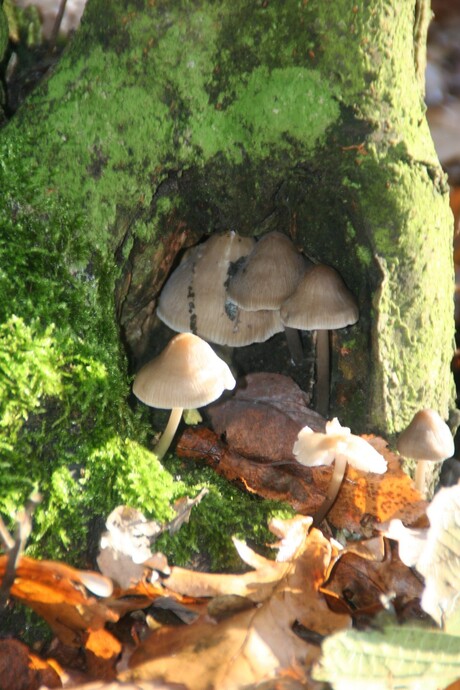 paddenstoelen in een boom