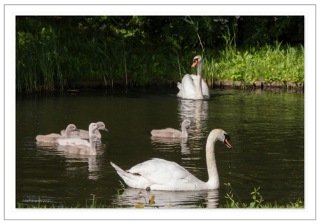 Zwanenfamilie