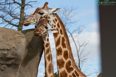 Giraffen