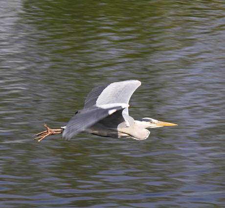 Reiger