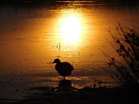 Zonsondergang meerkoet Lentevreugd