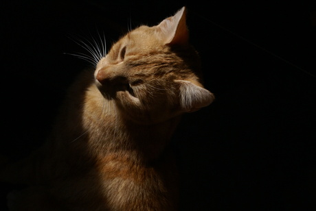 Kitty in the dark