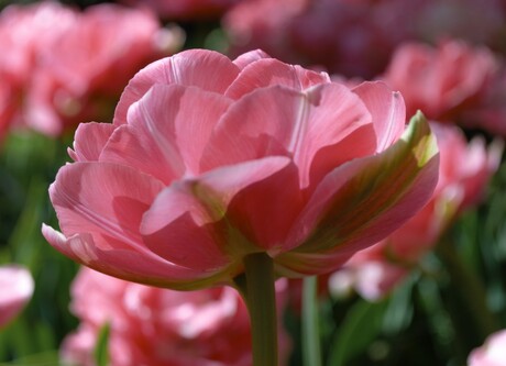 Keukenhof