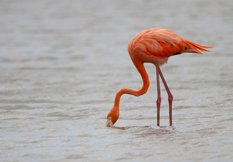 Caribische flamingo (Curaçao)