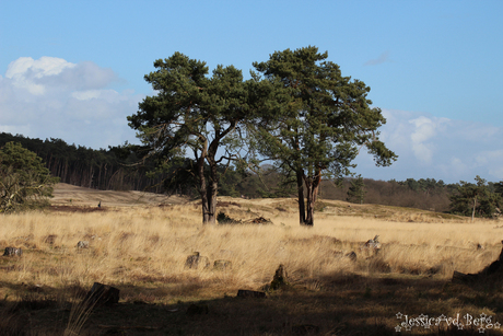 Bomen