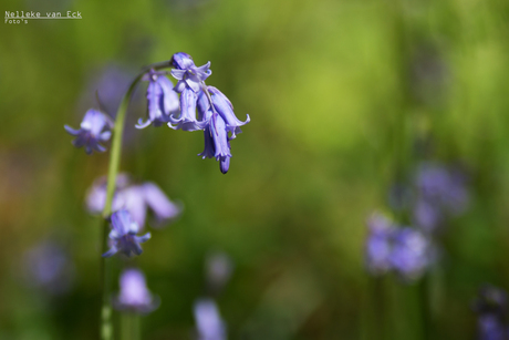 Bluebells