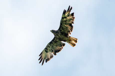 Buizerd