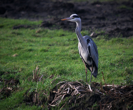 7D reiger