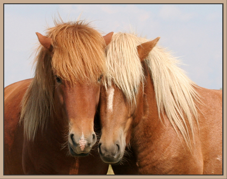 IJslandse pony's