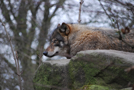 Europeese wolf