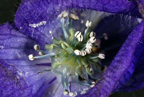 Aconitum