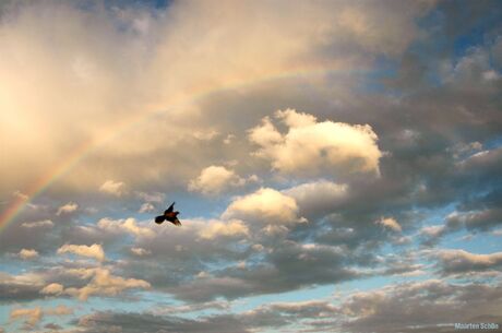 Regenboog en Duif