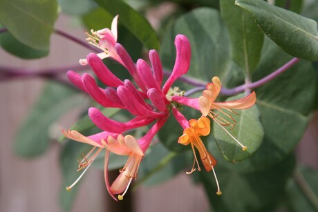 Bloemetje in mijn tuin