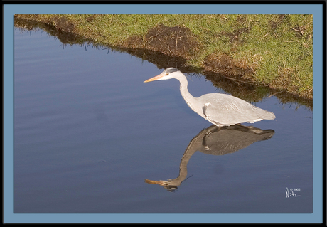 Ardea 02