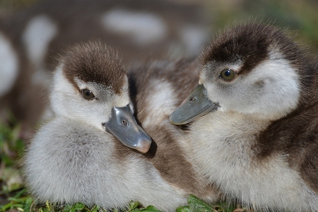 Samen in het gras.