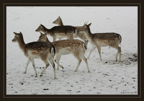 Herten in de winter.