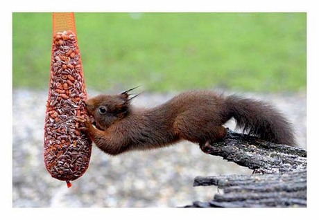 etende eekhoorn