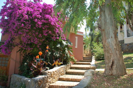 bouganvillia
