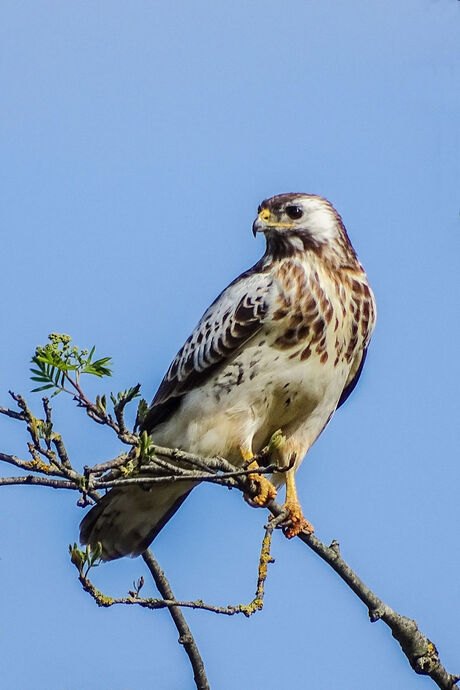 Buizerd bij Canada (Frl)