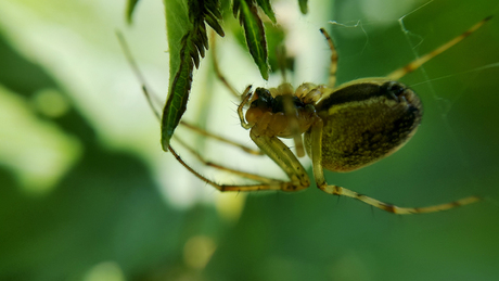 Hanging spider