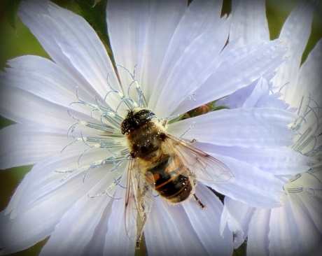 Bij op bloem