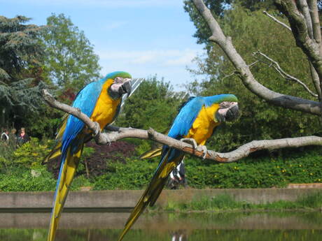 Vogels in Avifauna