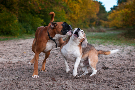 Beagle versus Boxer