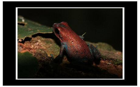 Oophaga Pumilio Punta Clara