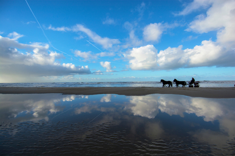 Horses @ the beach