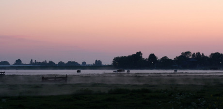 Cows in the mist