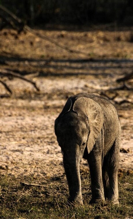 Eenzame olifantenbaby