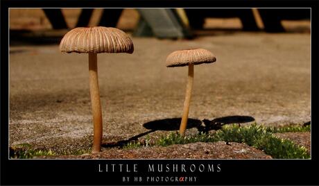 HB Little Mushrooms