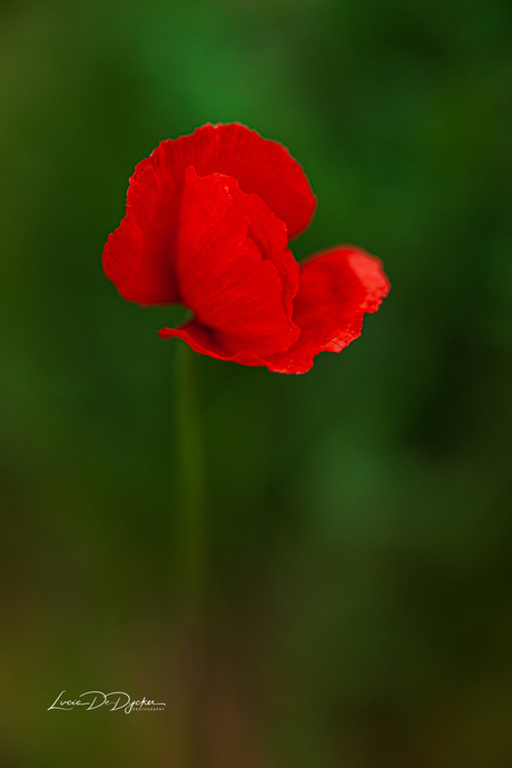 Papaver