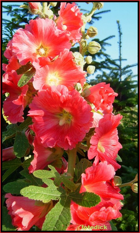 Stokrozen in het avond zonnetje