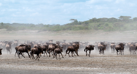 Gnoe migratie Tanzania