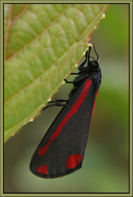 Red on Black