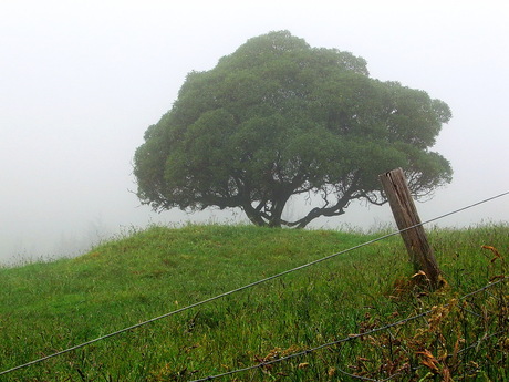 Natuur stilleven