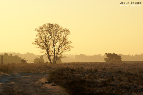 In the morning Sun