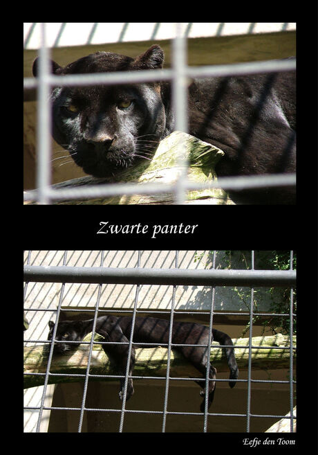 Zwarte panter