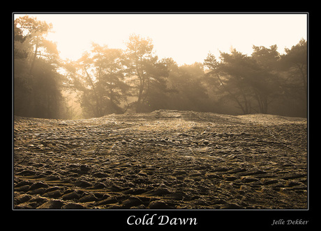 Cold Dawn