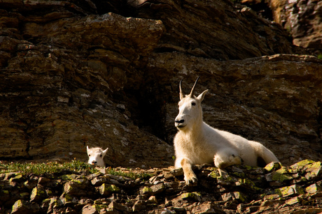 Jonge Mountain Goat