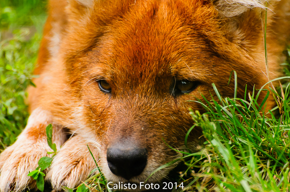 ongerustheid Darts Eenvoud Afrikaanse Rode Hond - foto van CalistoFoto - Dieren - Zoom.nl