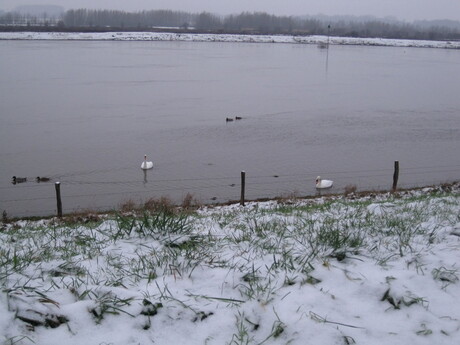 Eenden,zwanen,de IJssel & sneeuw
