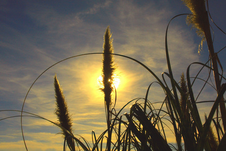 de zon door het riet